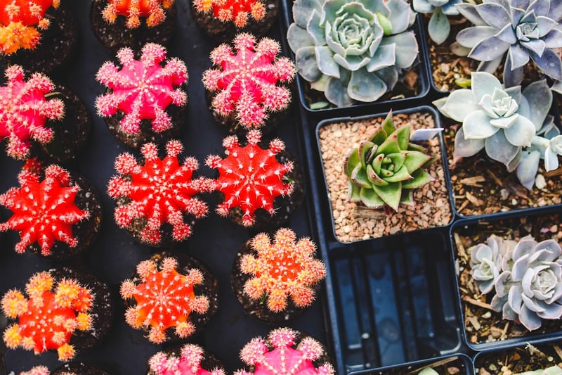 Fantasy Plant Varieties
